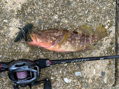 キジハタの釣果