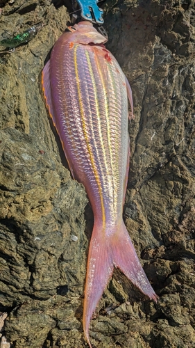 イトヨリダイの釣果