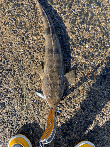 マゴチの釣果