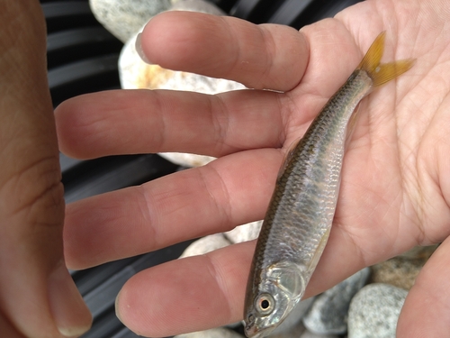 オイカワの釣果