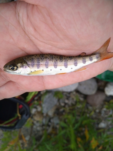 ヤマメの釣果