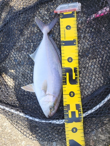 ショゴの釣果