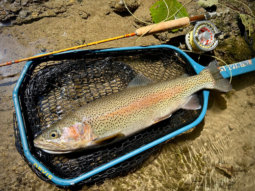 ニジマスの釣果