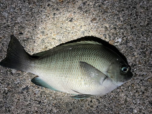 メジナの釣果