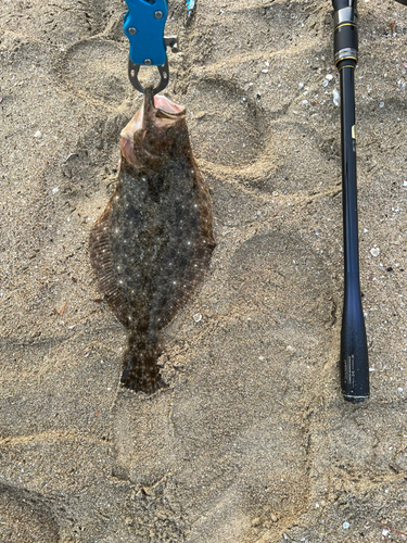 ソゲの釣果