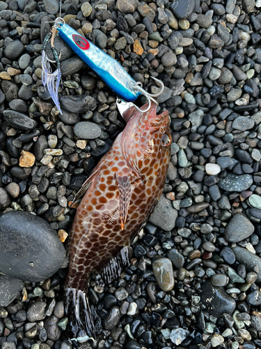 オオモンハタの釣果