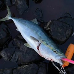 ワラサの釣果