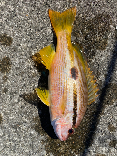 タイの釣果