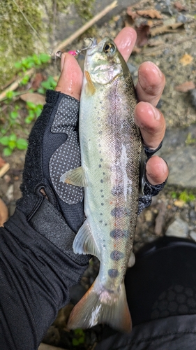 アマゴの釣果