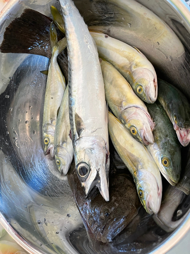 サバの釣果