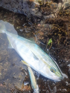 ヤズの釣果