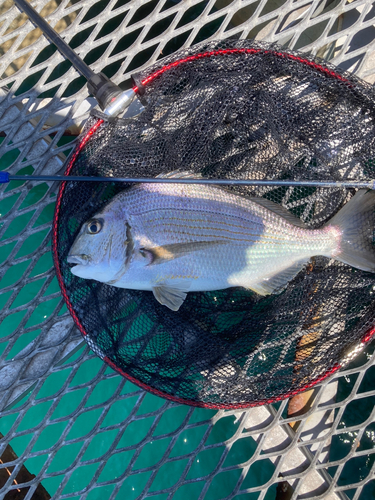 ヘダイの釣果