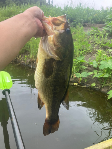 ラージマウスバスの釣果