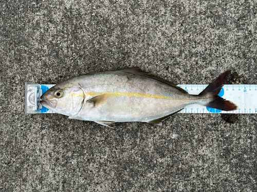 ショゴの釣果