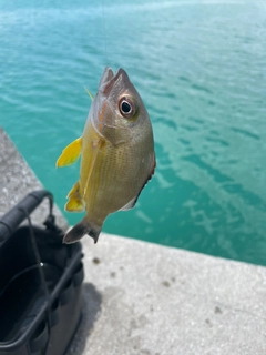 オキフエダイの釣果