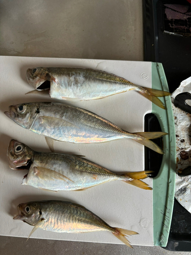 マアジの釣果