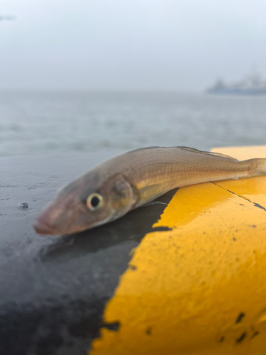 キスの釣果