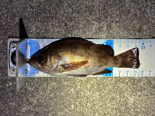 シロメバルの釣果