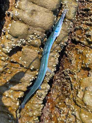 ダツの釣果