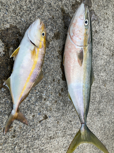 イナダの釣果