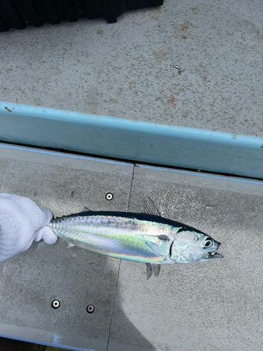 ソウダガツオの釣果