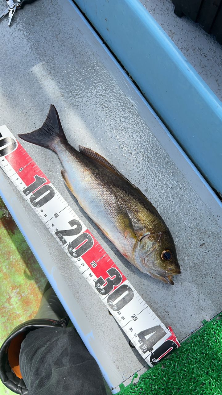 モッチーフィッシングさんの釣果 2枚目の画像