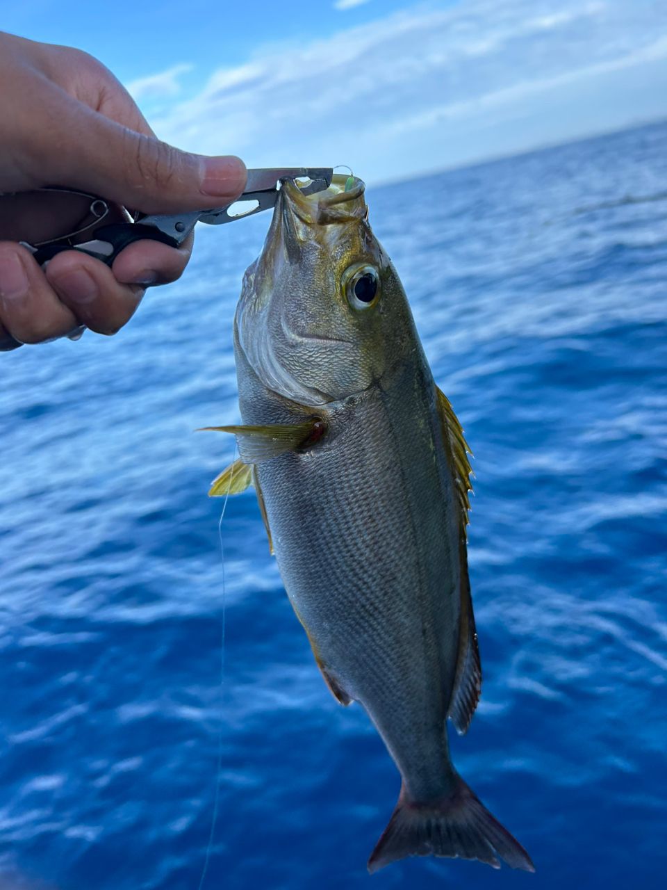 モッチーフィッシングさんの釣果 3枚目の画像