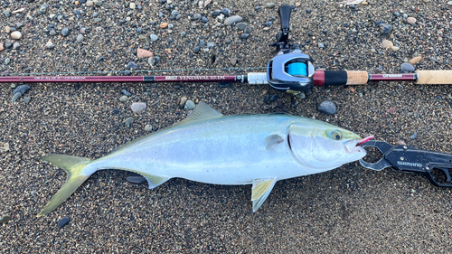 メジロの釣果