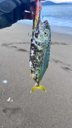 ワカシの釣果