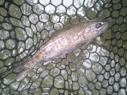 トラウトの釣果