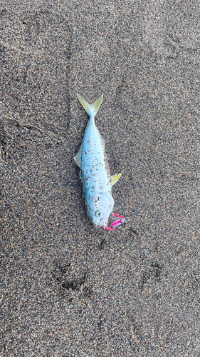 ワカシの釣果