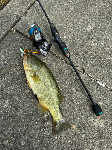 ブラックバスの釣果