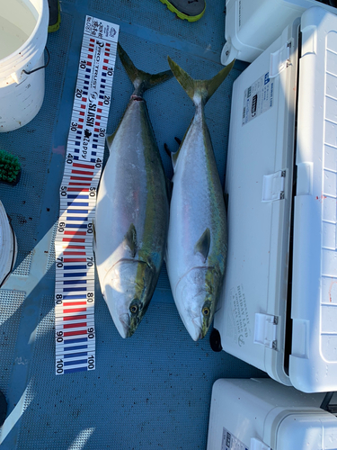 ブリの釣果