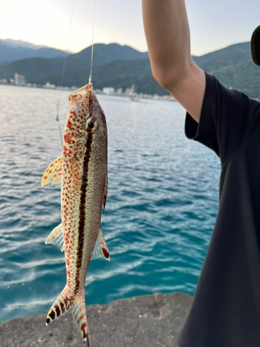 ヨメヒメジの釣果