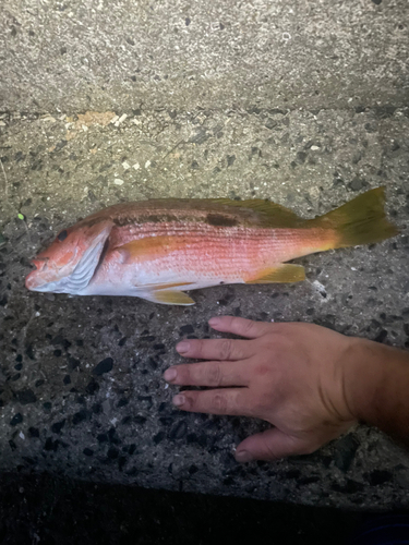 ヨコスジフエダイの釣果