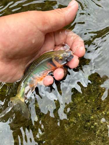 オイカワの釣果