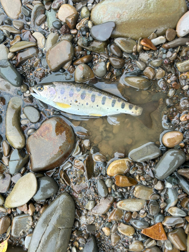 ヤマメの釣果