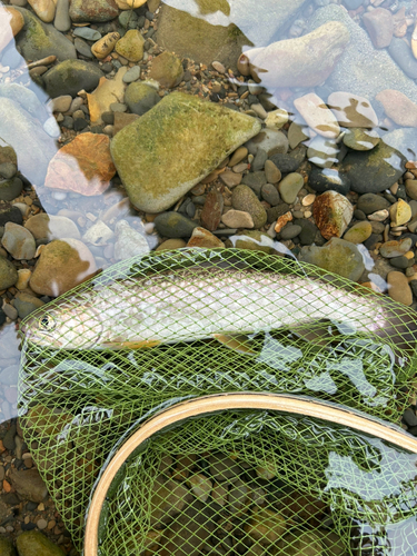 アメマスの釣果