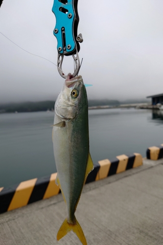 ワカシの釣果