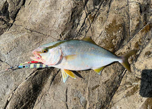 ネリゴの釣果