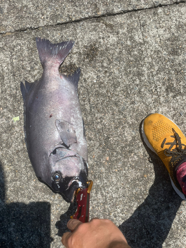 イシダイの釣果