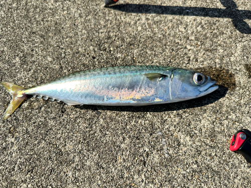 サバの釣果