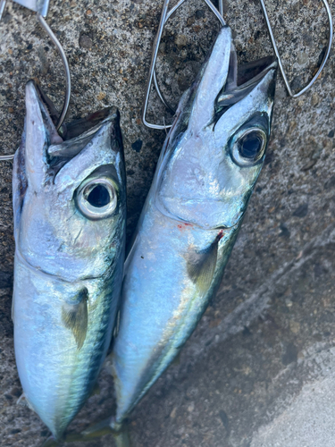 サバの釣果