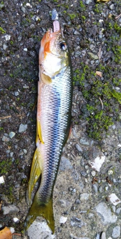 カワムツの釣果