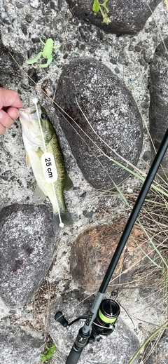 ブラックバスの釣果