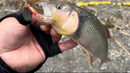 ハスの釣果