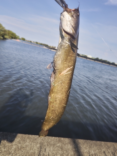 ナマズの釣果