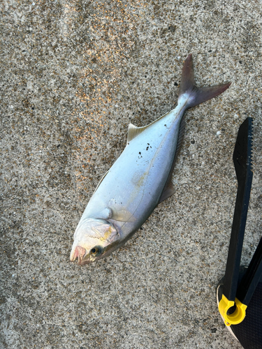 ネリゴの釣果