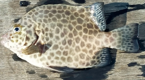 イシガキダイの釣果