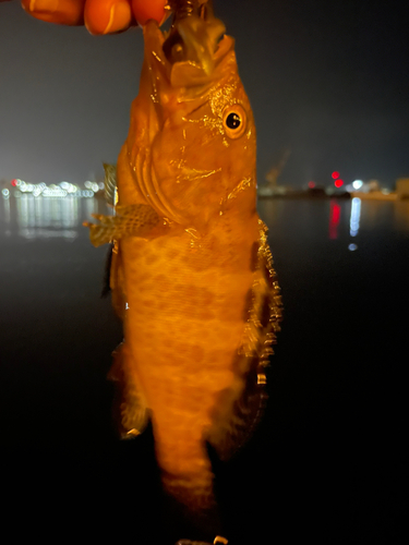 オオモンハタの釣果